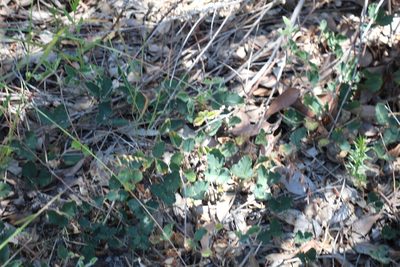 Kennedia prostrata, photographed by Em Lamond