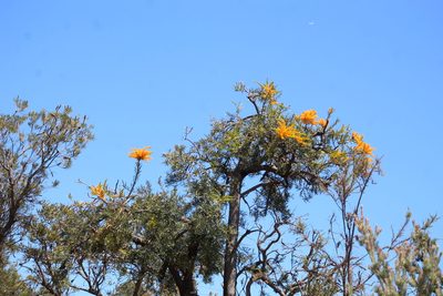 Nuytsia floribunda, photographed by Em Lamond