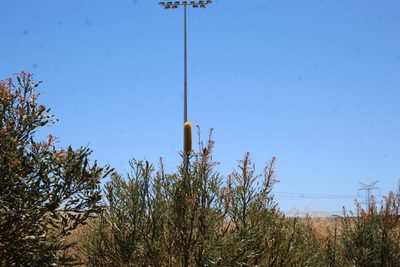 Banksia attenuata, photographed by Em Lamond