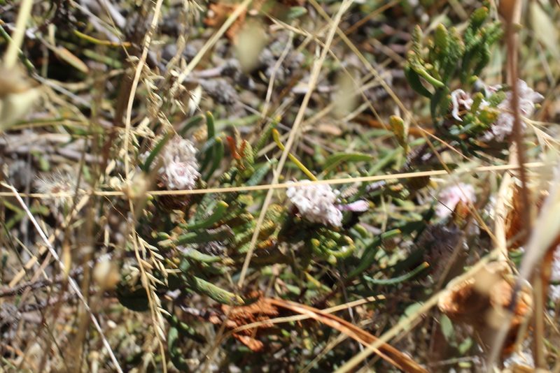 Petrophile linearis, photographed by Em Lamond