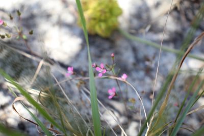Levenhookia stipitata, photographed by Em Lamond