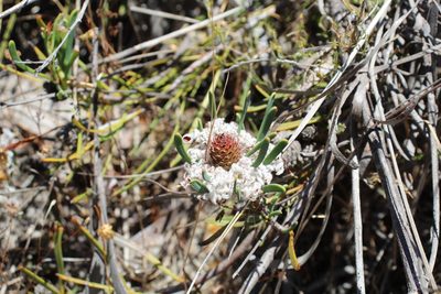 Petrophile linearis, photographed by Em Lamond