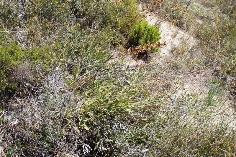 Stirlingia latifolia, photographed by Em Lamond