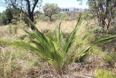 Macrozamia fraseri, photographed by Em Lamond