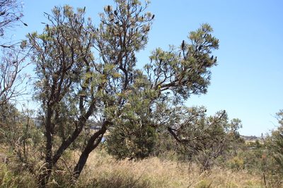 Banksia attenuata, photographed by Em Lamond