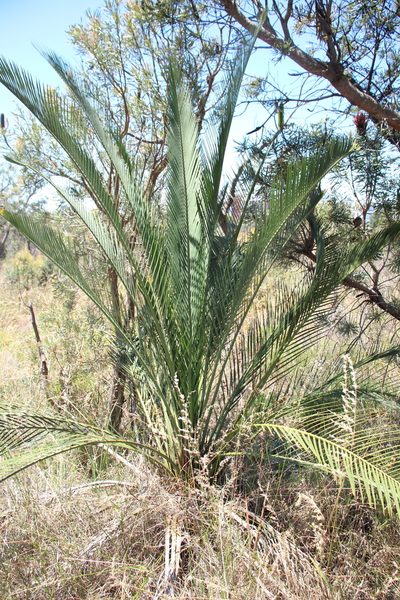 Macrozamia fraseri, photographed by Em Lamond