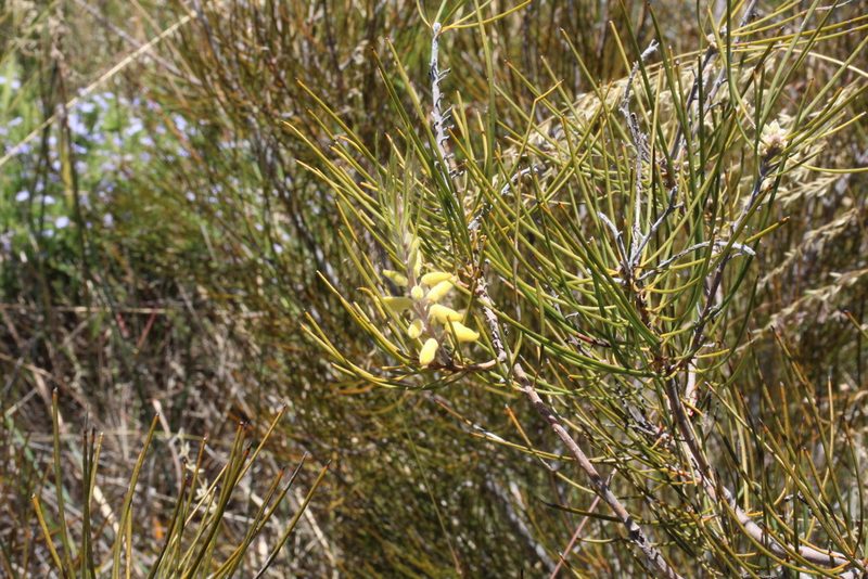 Persoonia saccata, photographed by Em Lamond