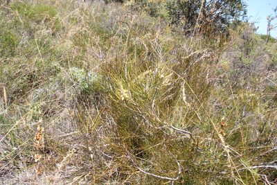 Persoonia saccata, photographed by Em Lamond