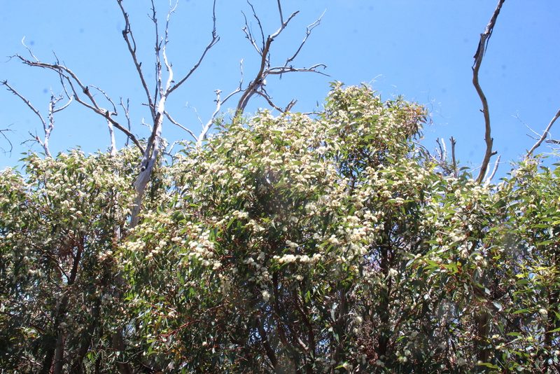 Eucalyptus marginata, photographed by Em Lamond