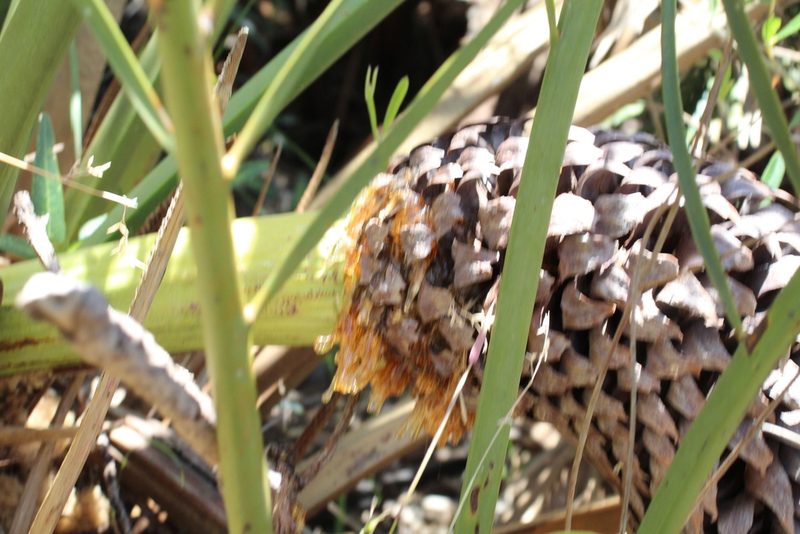 Macrozamia fraseri, photographed by Em Lamond