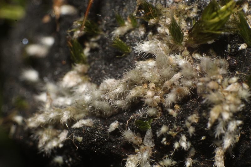 Bryum lanatum, photographed by Em Lamond