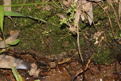 Lethocolea pansa, photographed by Em Lamond