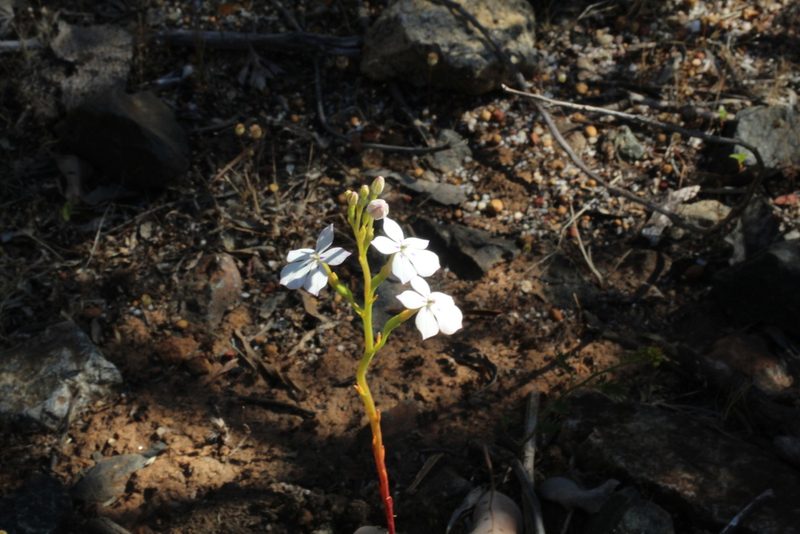 Isotoma hypocrateriformis, photographed by Em Lamond