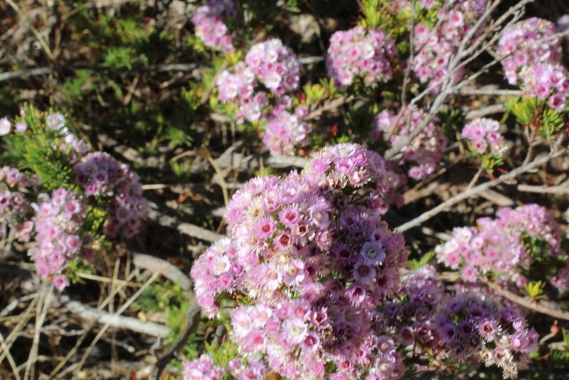 Verticordia plumosa, photographed by Em Lamond