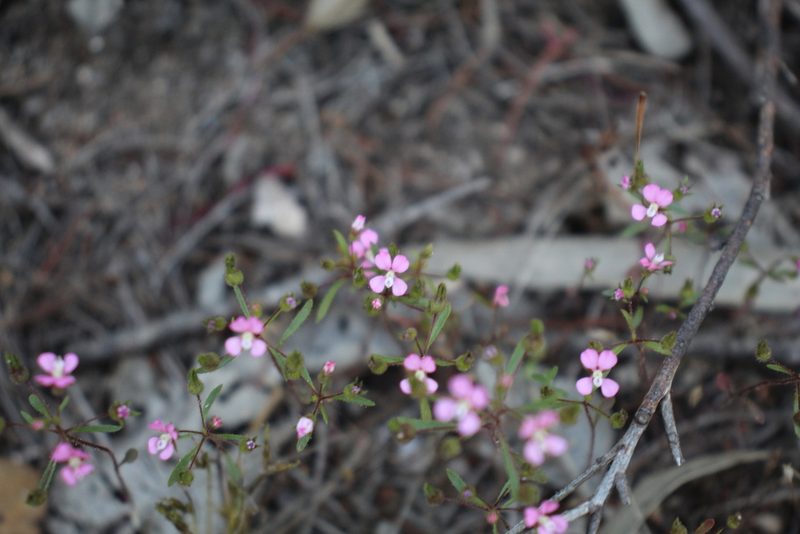 Levenhookia stipitata, photographed by Em Lamond