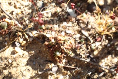 Drosera miniata, photographed by Em Lamond