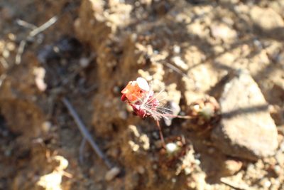 Drosera miniata, photographed by Em Lamond