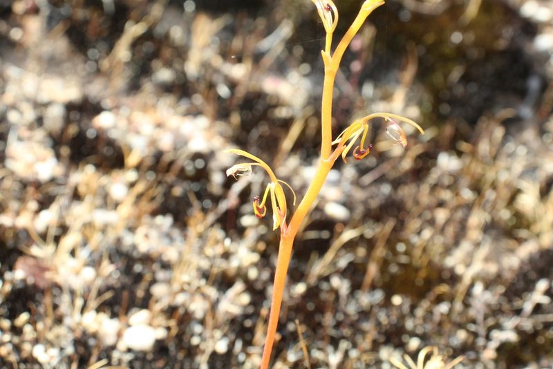 Spiculaea ciliata, photographed by Em Lamond