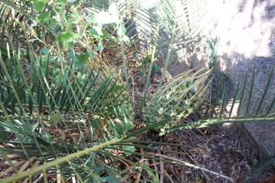 Macrozamia riedlei, photographed by Em Lamond