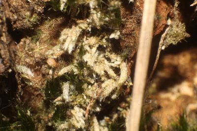 Bryum lanatum, photographed by Em Lamond