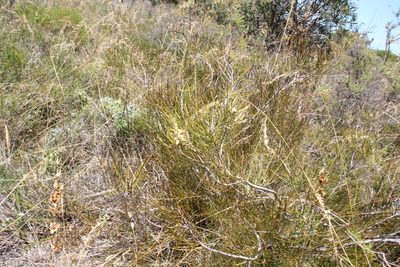 Persoonia saccata, photographed by Em Lamond