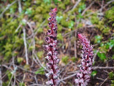 Allotropa virgata, photographed by Peter Abrahamsen