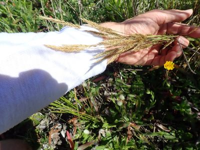 Agrostis stolonifera, photographed by Arnim Littek