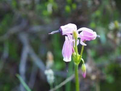 Primula jeffreyi, photographed by Peter Abrahamsen