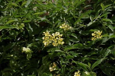 Callaeum macropterum, photographed by Michelle W. （鍾偉瑋）