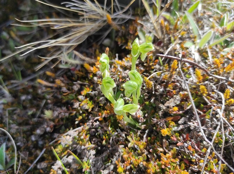 Pterostylis tanypoda, photographed by Max Tweddell