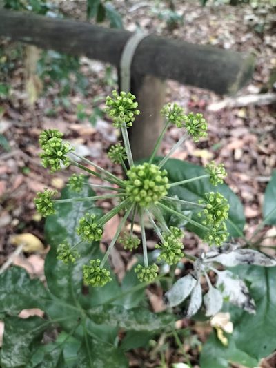Mackinlaya macrosciadea, photographed by Matthew Borella