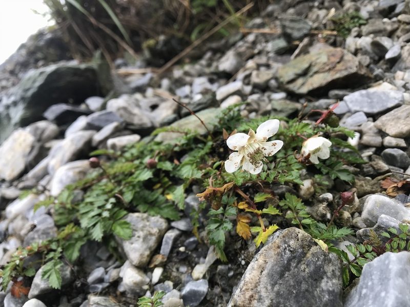 Rubus taiwanicola, photographed by poyin