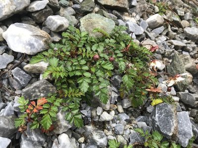 Rubus taiwanicola, photographed by poyin