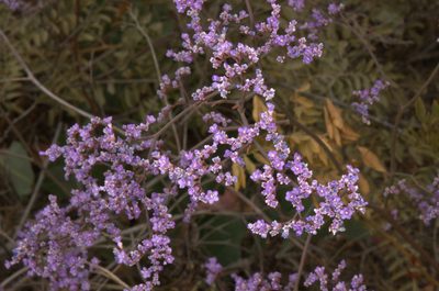 Limonium coriarium, photographed by Eugene Popov