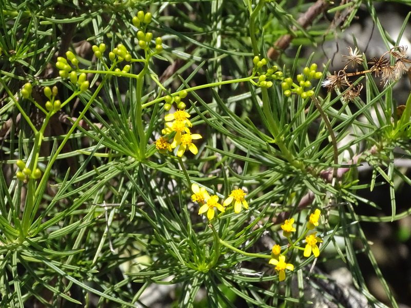 Senecio linifolius, photographed by Shaun Swanepoel
