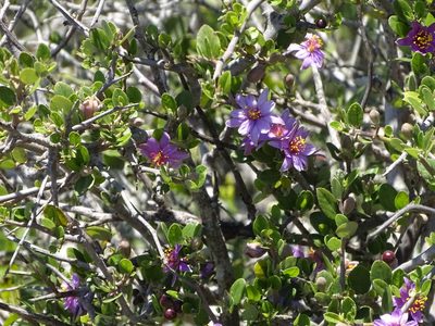 Grewia robusta, photographed by Shaun Swanepoel