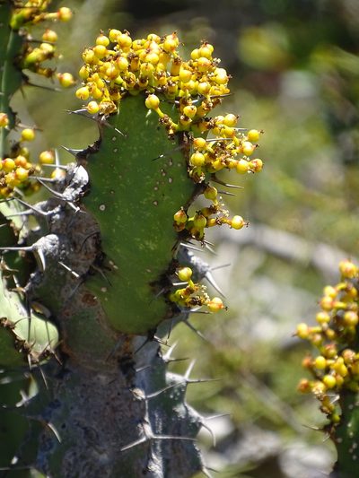 Euphorbia caerulescens, photographed by Shaun Swanepoel