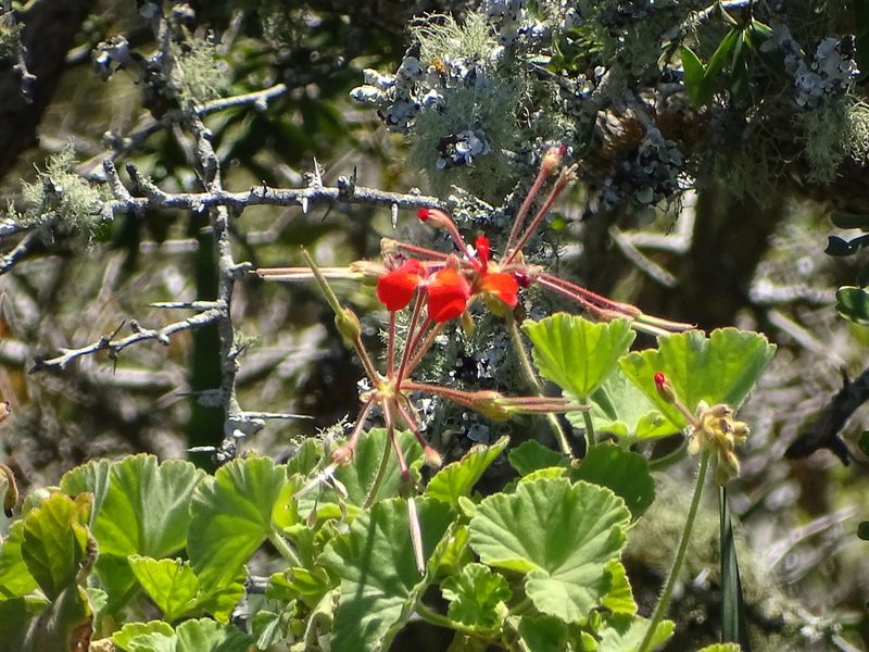 Pelargonium inquinans, photographed by Shaun Swanepoel