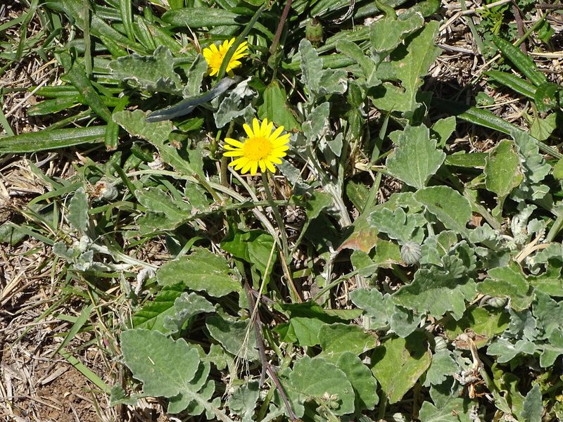 Arctotis arctotoides, photographed by Shaun Swanepoel