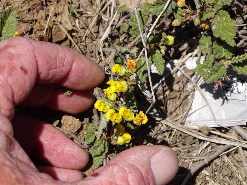 Hermannia althaeoides, photographed by Shaun Swanepoel