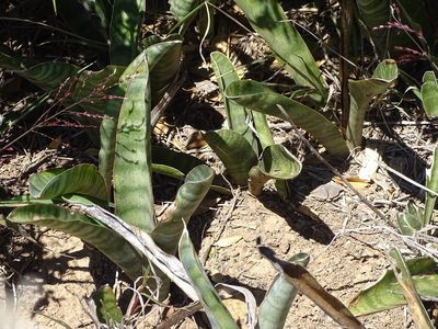 Dracaena hyacinthoides, photographed by Shaun Swanepoel