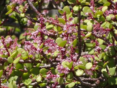 Portulacaria afra, photographed by Shaun Swanepoel