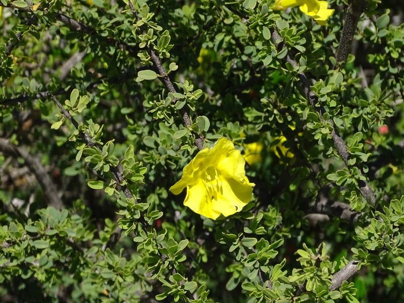 Rhigozum obovatum, photographed by Shaun Swanepoel