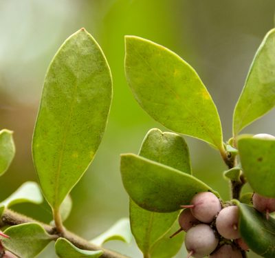 Azara integrifolia, photographed by Nicolás Villaseca Merino