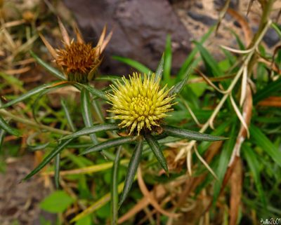 Carlina salicifolia, photographed by David Ballesteros