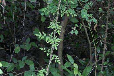 Lygodium flexuosum, photographed by Dinesh Valke