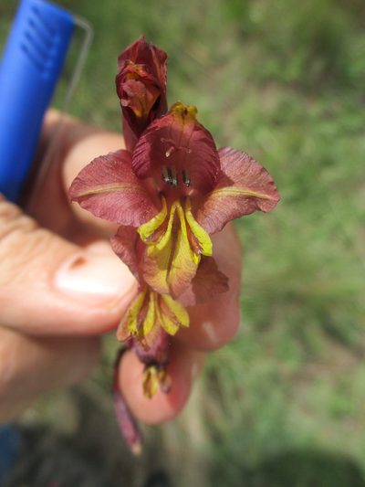 Gladiolus woodii, photographed by Michelle Pretorius