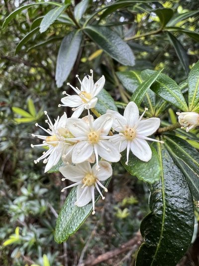 Acradenia frankliniae, photographed by Ramit Singal