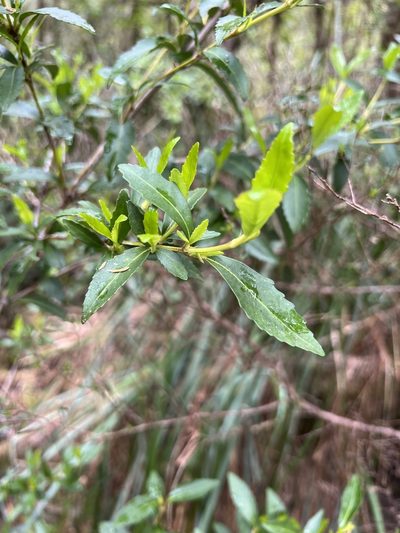 Anodopetalum biglandulosum, photographed by Ramit Singal