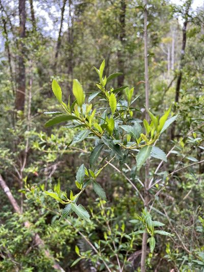Anodopetalum biglandulosum, photographed by Ramit Singal